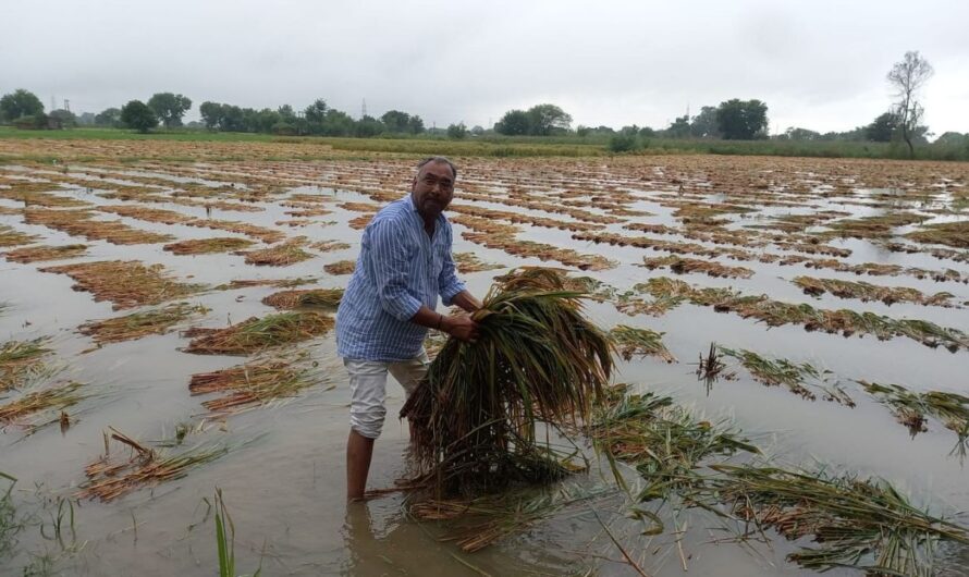 Farmers : అకాల వర్షాలతో రైతన్నలకు తీవ్ర నష్టం