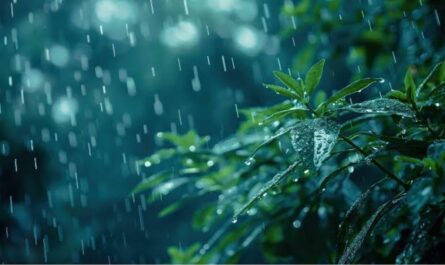 Rainy season