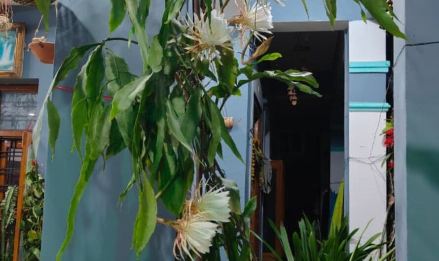 Brahma Kamalam : హిమాలయాలలో కనిపించే అరుదైన బ్రహ్మాకమలాలు కనువిందు